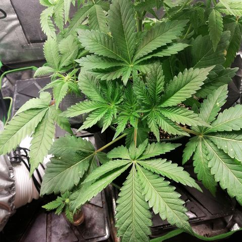 Aisha II growlog timeline photo