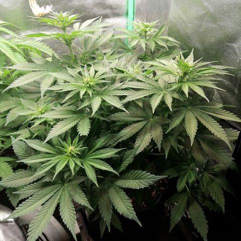 Tiana growlog timeline photo