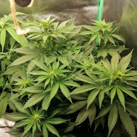 Tiana growlog timeline photo