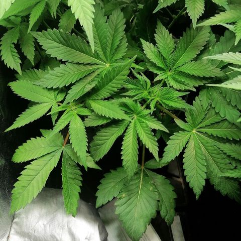 Aisha II growlog timeline photo