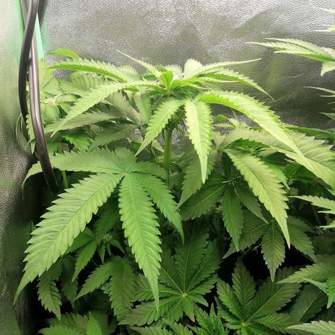 Aisha growlog timeline photo