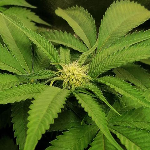 Aisha growlog timeline photo