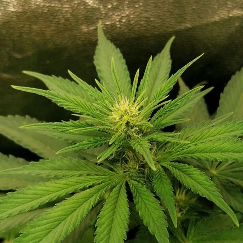 Tiana growlog timeline photo