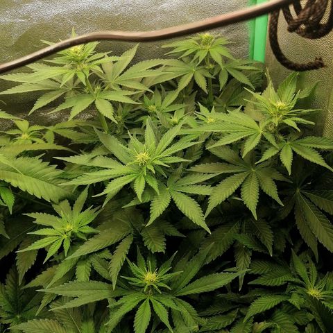 Tiana growlog timeline photo