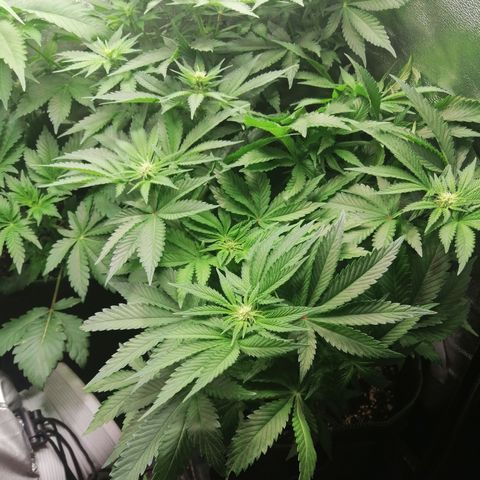 Kilmani growlog timeline photo