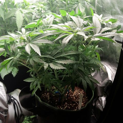Kilmani growlog timeline photo