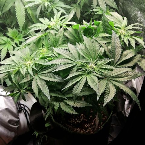 Kilmani growlog timeline photo