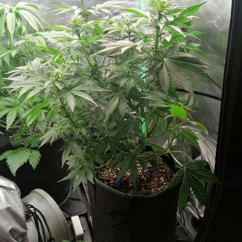 Tiana growlog timeline photo