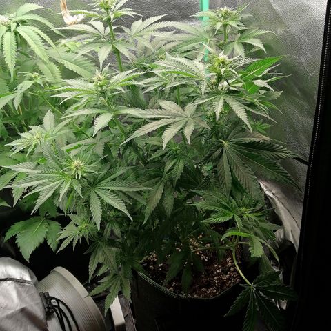 Tiana growlog timeline photo