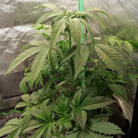 Aisha growlog timeline photo