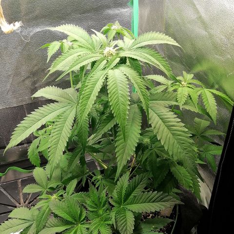 Aisha growlog timeline photo