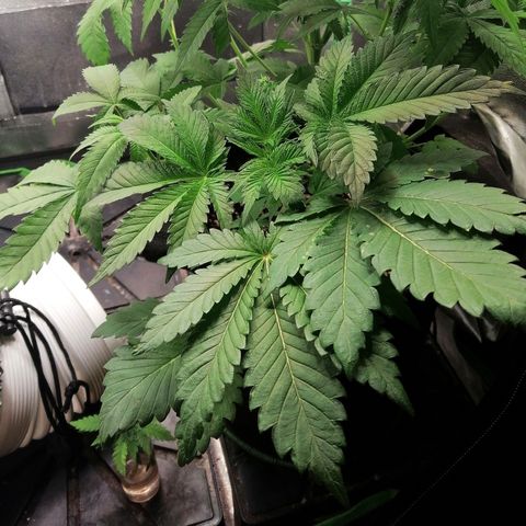 Aisha II growlog timeline photo