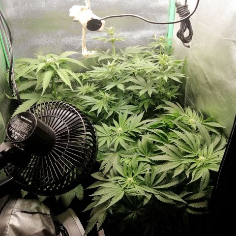 Aisha growlog timeline photo