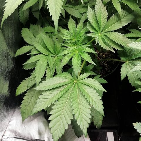 Aisha II growlog timeline photo