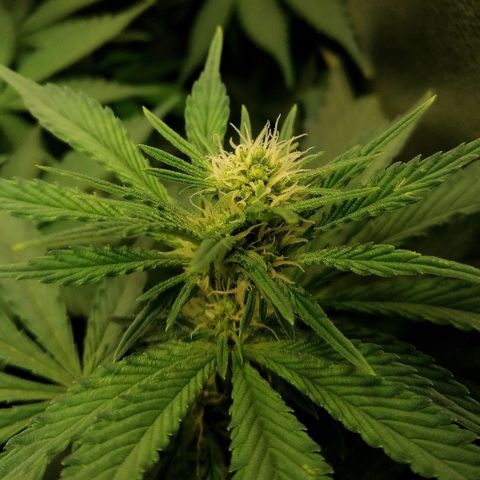 Tiana growlog timeline photo