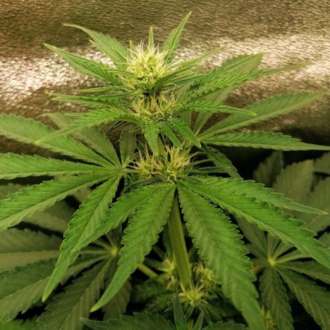Tiana growlog timeline photo
