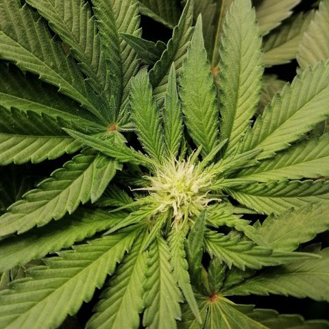 Kilmani growlog timeline photo