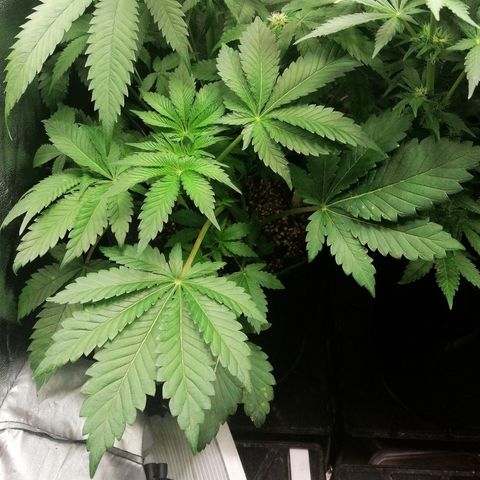 Aisha II growlog timeline photo