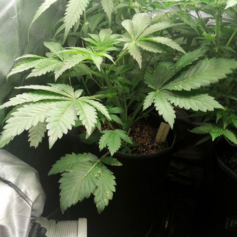 Aisha II growlog timeline photo