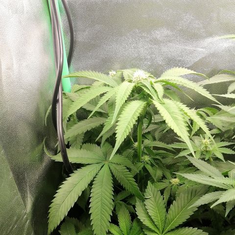 Aisha growlog timeline photo