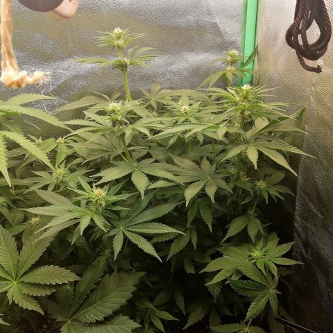 Tiana growlog timeline photo