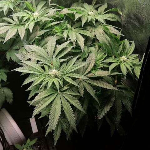 Kilmani growlog timeline photo