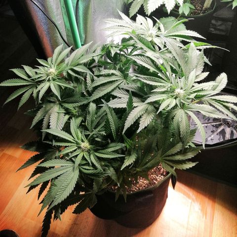 Kilmani growlog timeline photo