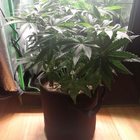 Kilmani growlog timeline photo