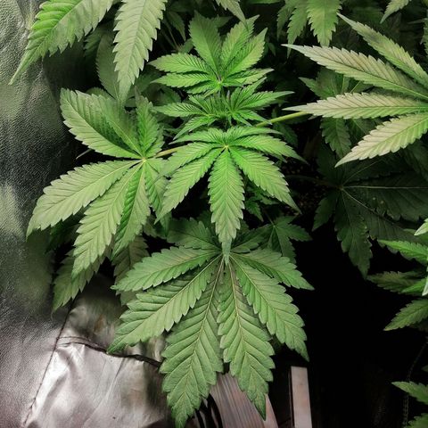 Aisha II growlog timeline photo