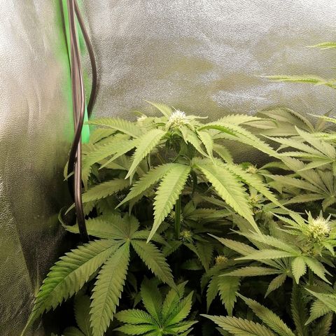 Aisha growlog timeline photo