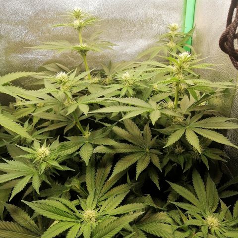 Tiana growlog timeline photo