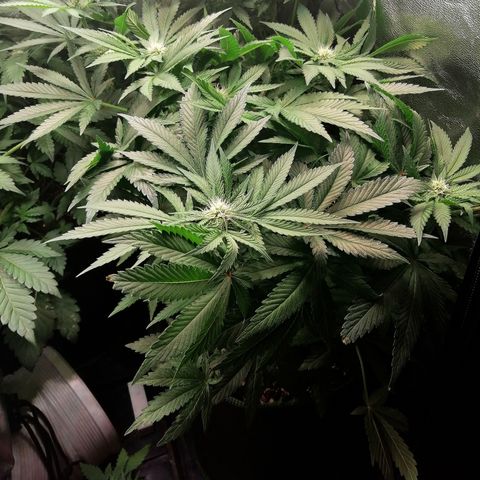 Kilmani growlog timeline photo