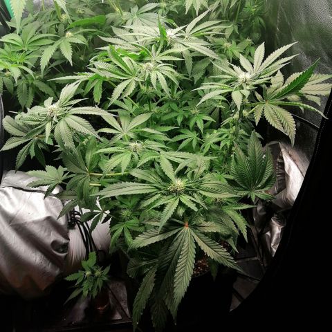 Kilmani growlog timeline photo
