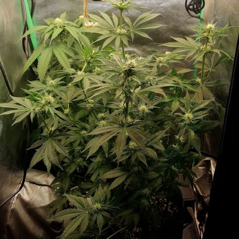 Tiana growlog timeline photo