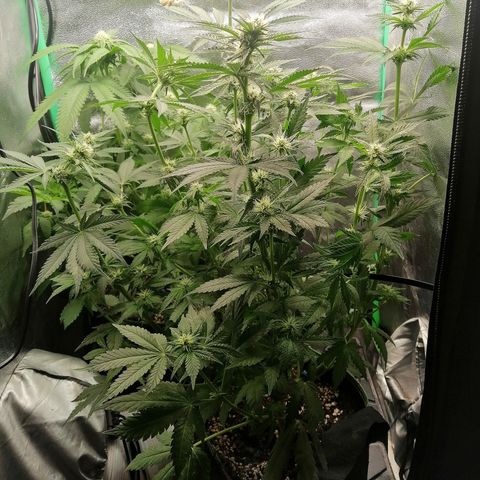 Tiana growlog timeline photo
