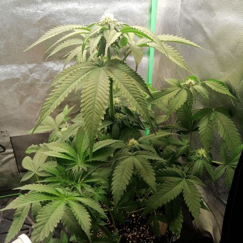 Aisha growlog timeline photo