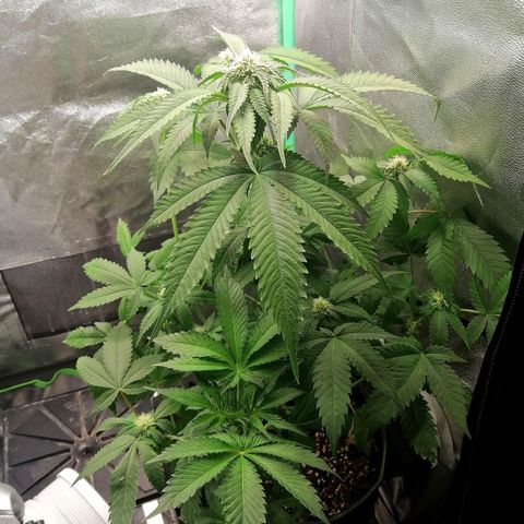 Aisha growlog timeline photo