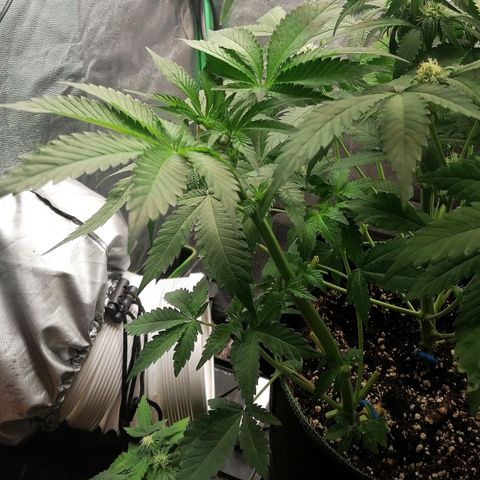 Aisha II growlog timeline photo