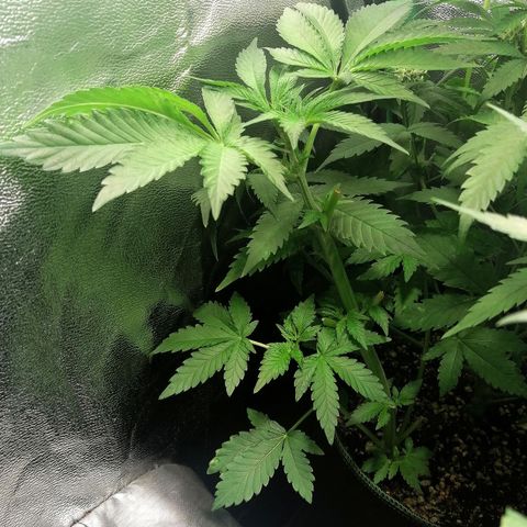Aisha II growlog timeline photo