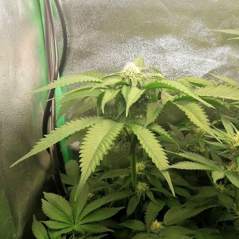 Aisha growlog timeline photo