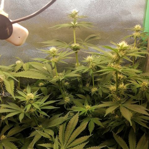 Tiana growlog timeline photo