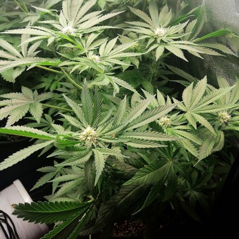 Kilmani growlog timeline photo