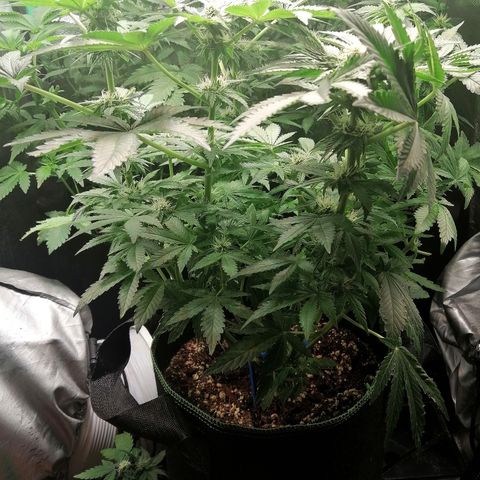 Kilmani growlog timeline photo