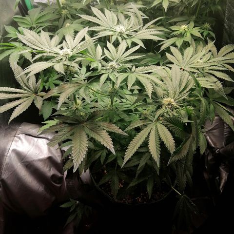 Kilmani growlog timeline photo