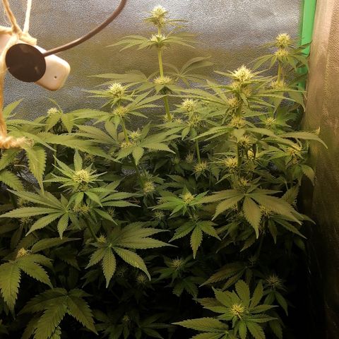 Tiana growlog timeline photo