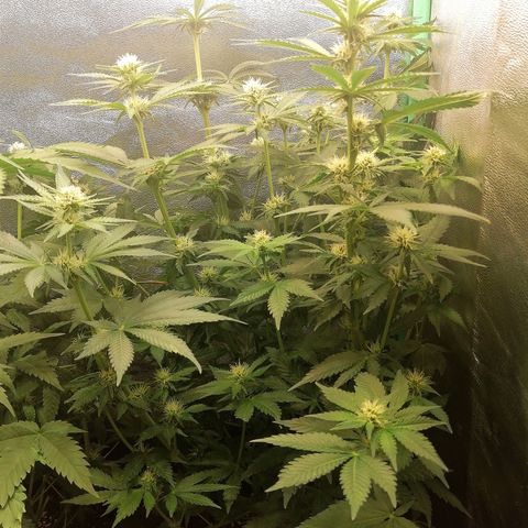 Tiana growlog timeline photo