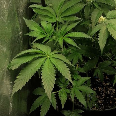 Aisha II growlog timeline photo