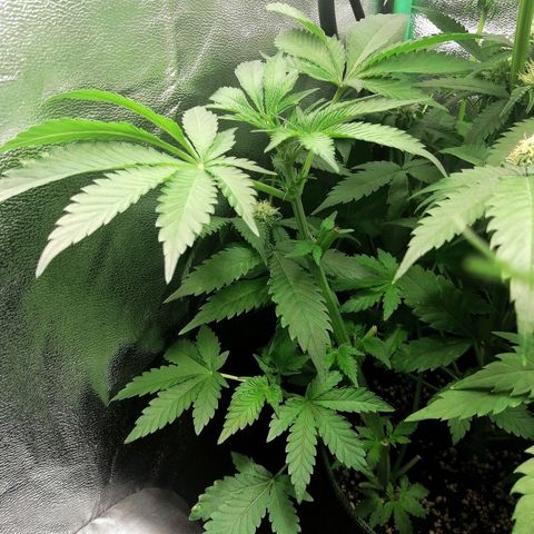 Aisha II growlog timeline photo