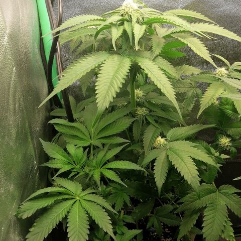 Aisha growlog timeline photo