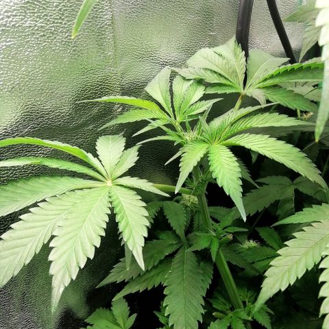 Aisha II growlog timeline photo